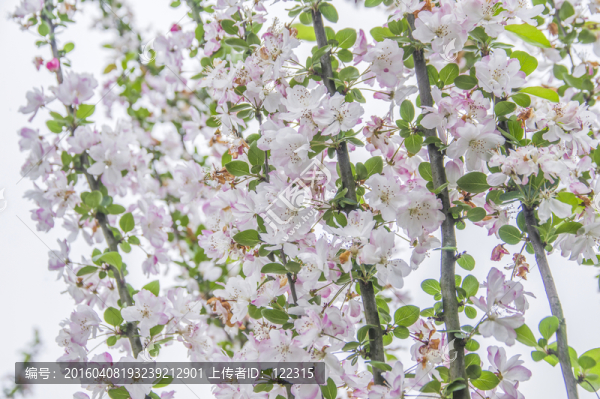 櫻花