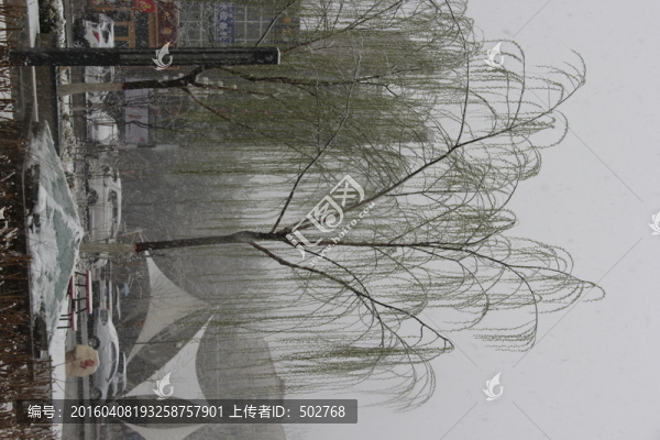 雪中新柳