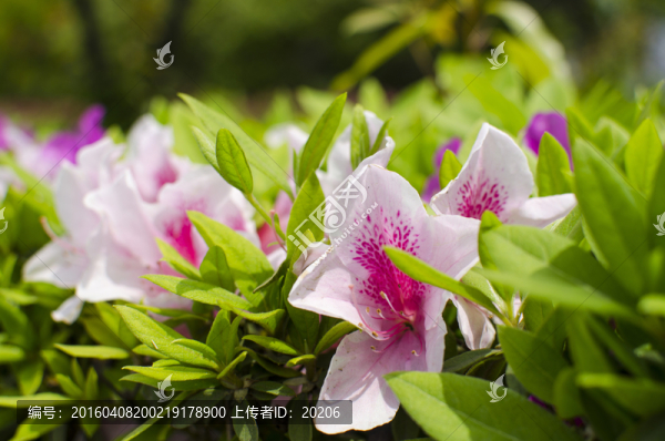 杜鵑花,映山紅