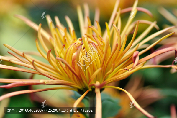 菊花
