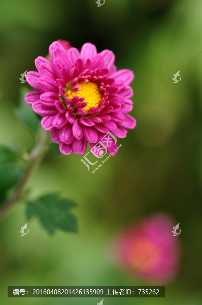 菊花