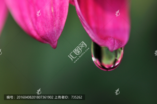 菊花上的水滴