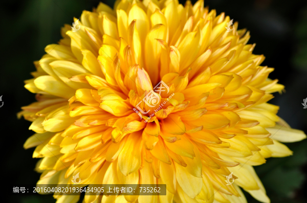 菊花
