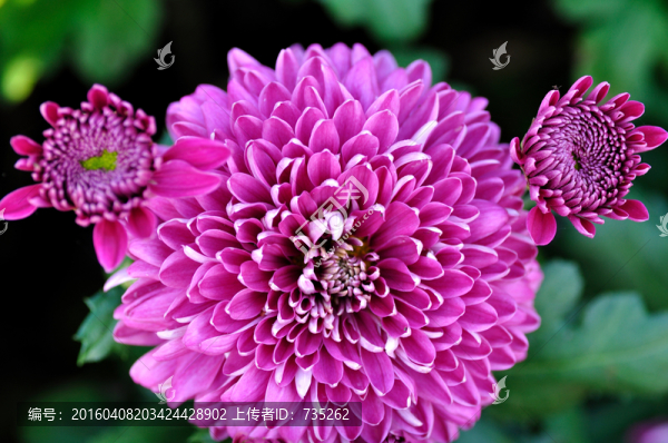 菊花