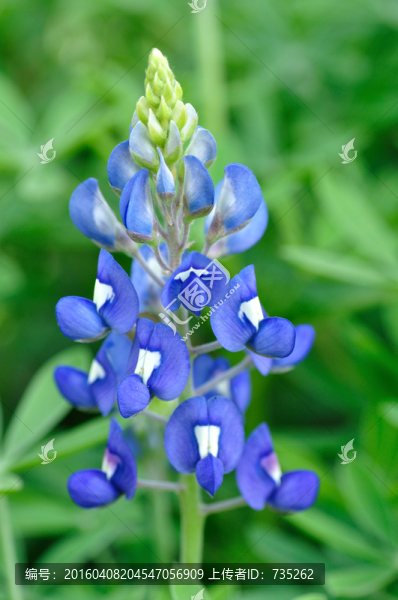 魯冰花