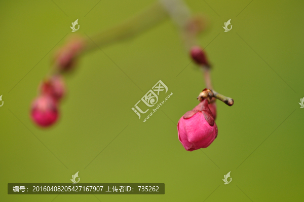 梅花