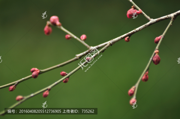 梅花