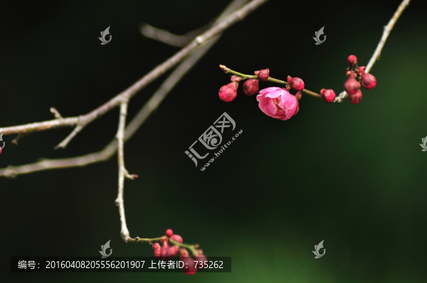 梅花
