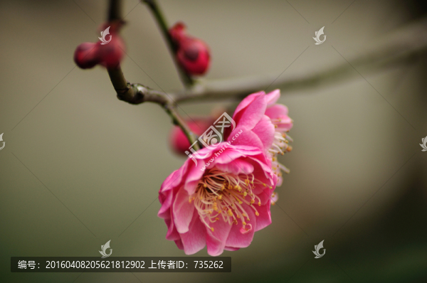 梅花