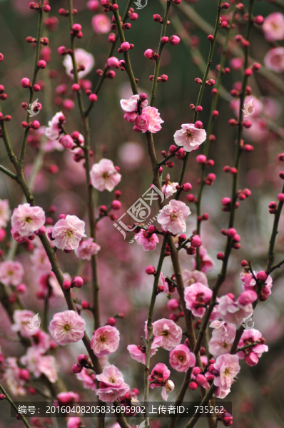 梅花