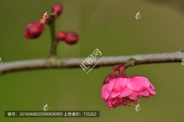 梅花