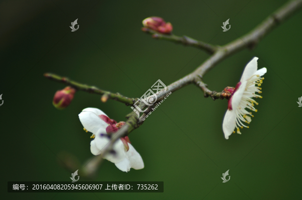 梅花