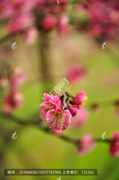 梅花