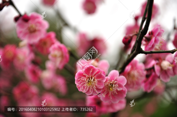 梅花