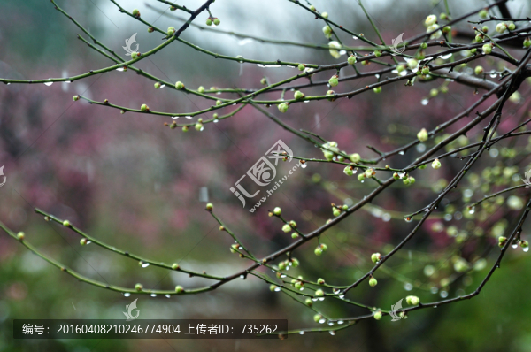 梅花
