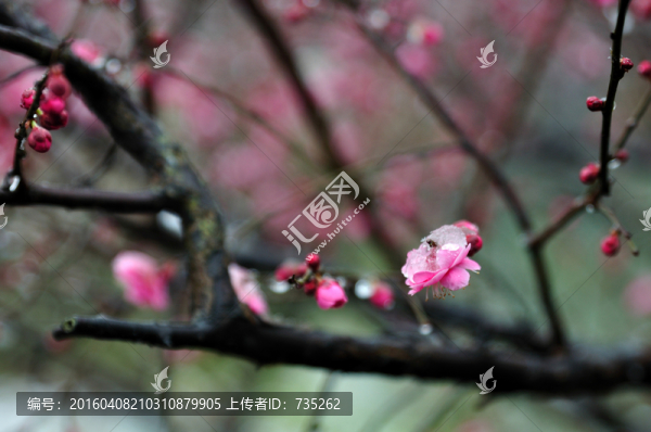 梅花
