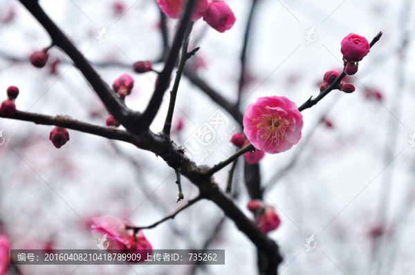 梅花