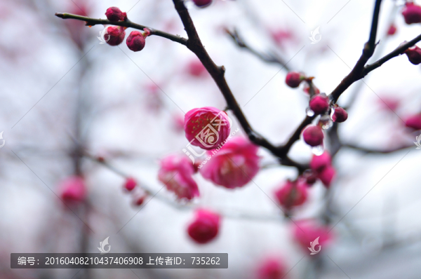 梅花