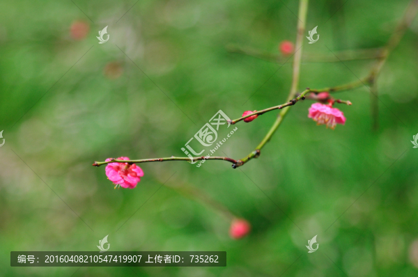 梅花