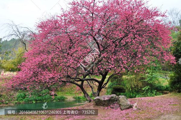 梅花