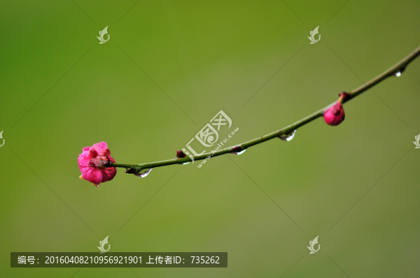 梅花