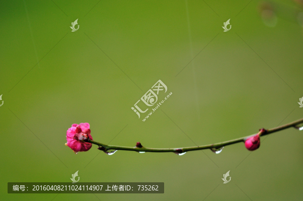梅花