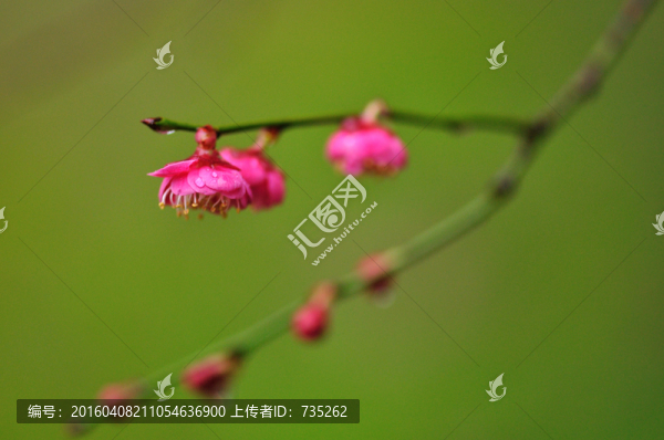 梅花