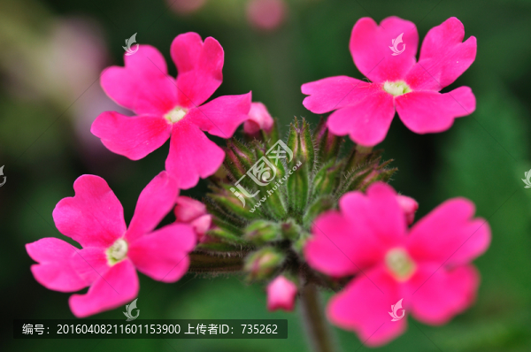 美女櫻