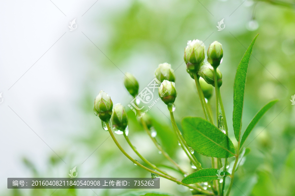 茉莉花