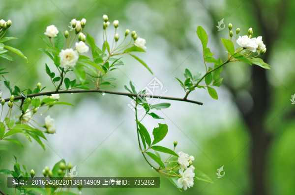 茉莉花