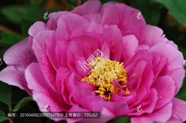 牡丹花