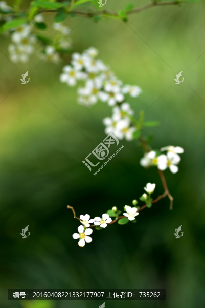 噴雪花