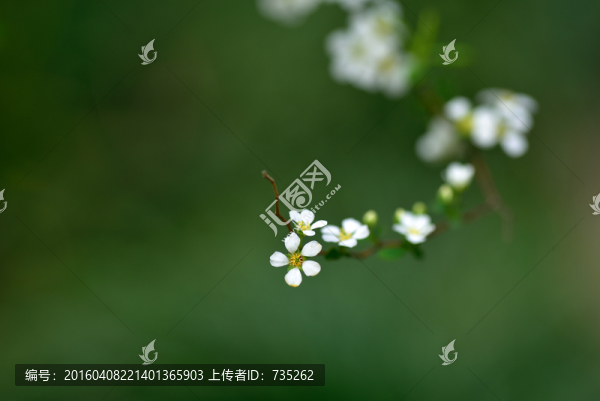 噴雪花