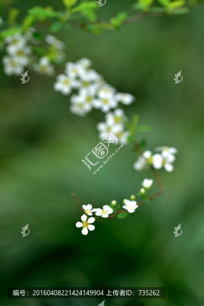 噴雪花