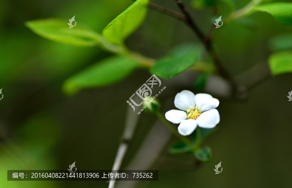 噴雪花
