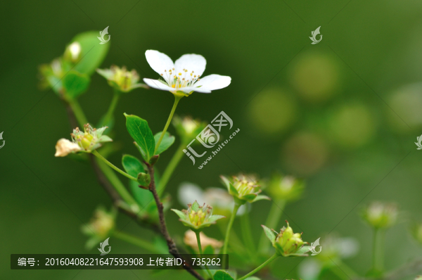 噴雪花