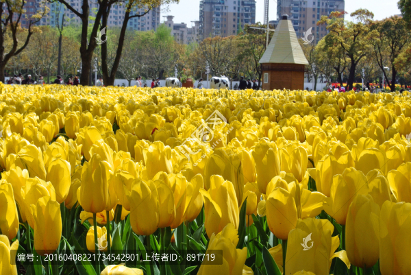 郁金香花展