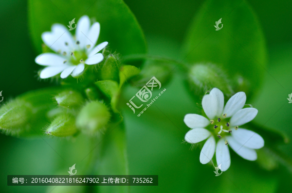 雞腸繁縷