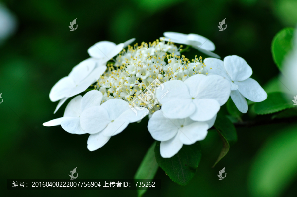 瓊花
