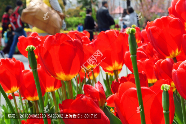 郁金香通透