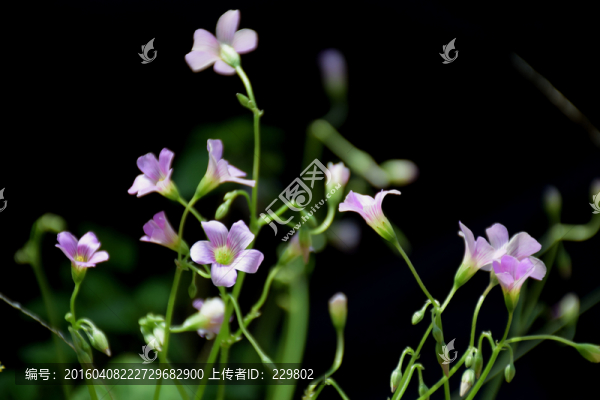 三葉草
