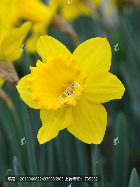 水仙花