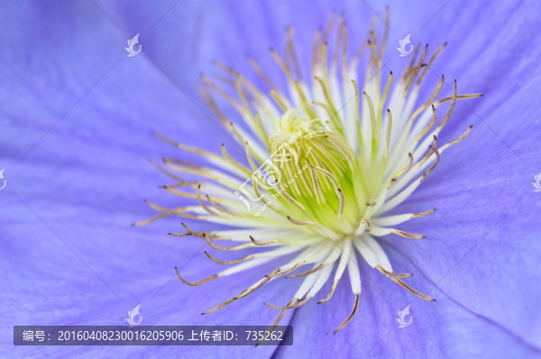 鐵線蓮