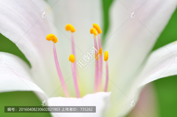 忘憂草