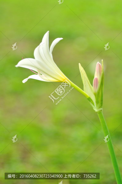 忘憂草
