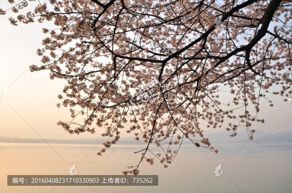 櫻花