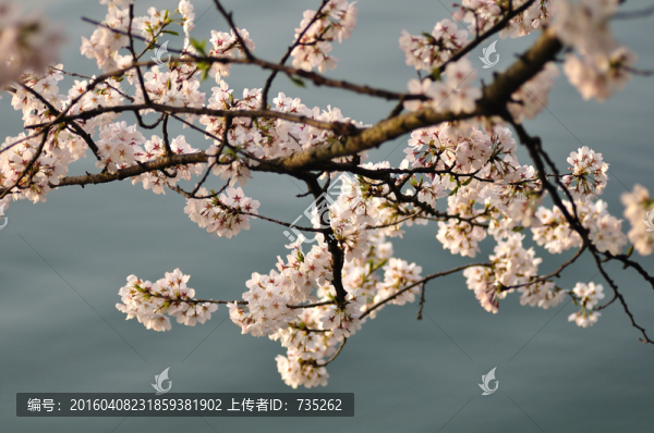 櫻花