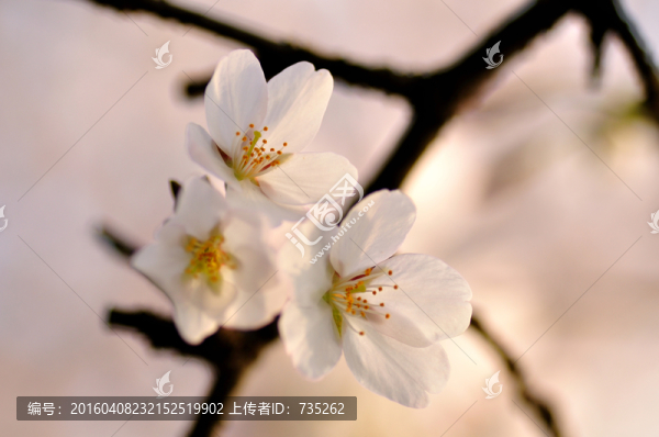 櫻花