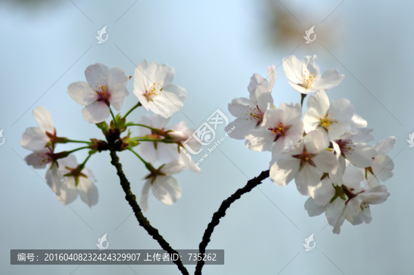 櫻花