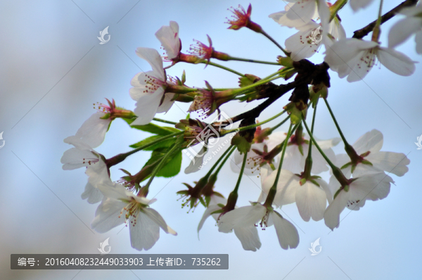 櫻花